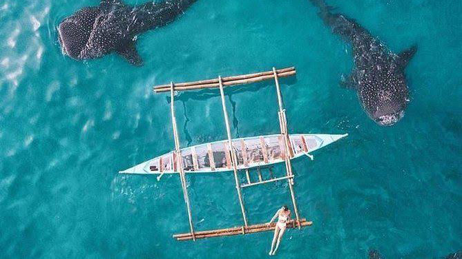 embark on a thrilling whale shark snorkeling in Lila