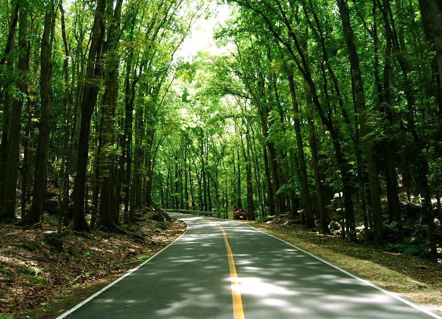 Man-made Forest- Bohol Countryside Tour