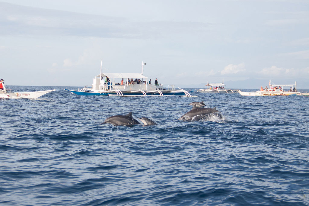 Dolphin Watching - Bohol Tour Quotes