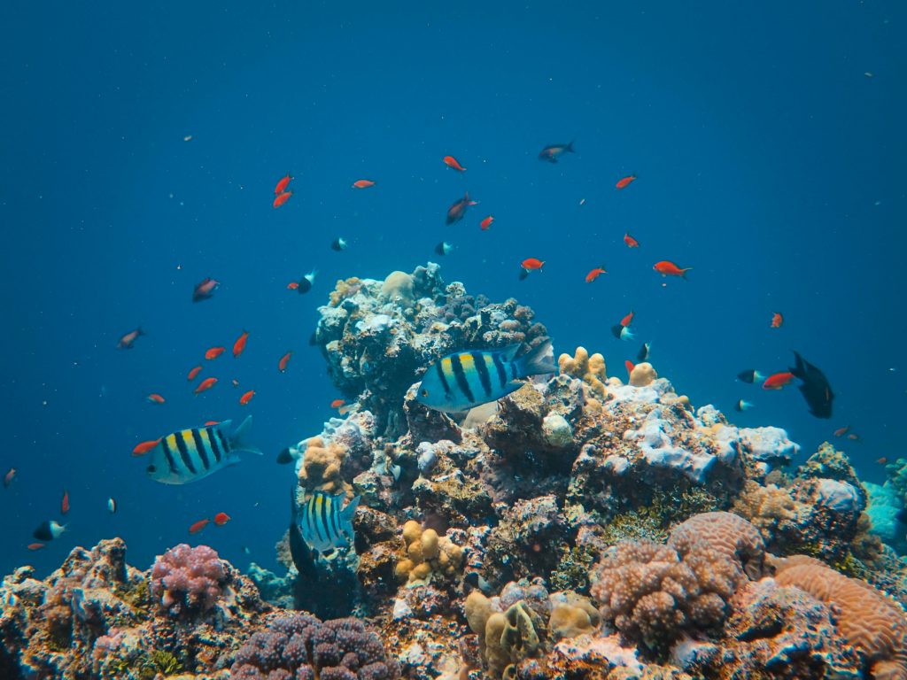 Get A Quote - Bohol Tour Quotes