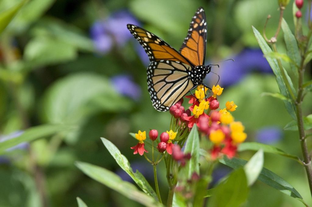 Butterfly Conservation Center - Bohol Countryside Tour
