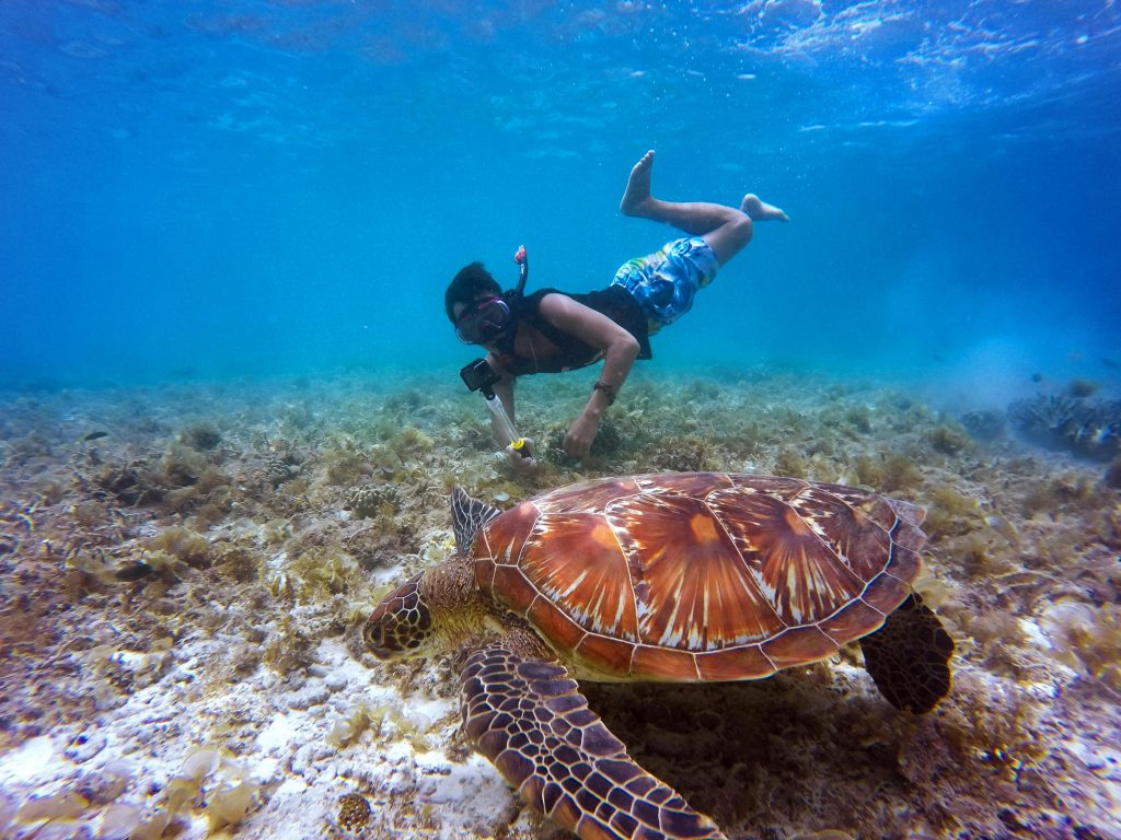 Snorkeling at Balicasag Island - Bohol Tour Quotes