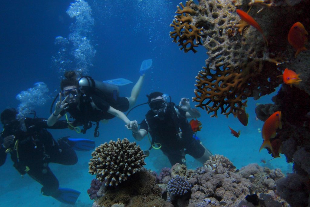 Snorkelers enjoying an underwater adventure among a lush coral reef - Panglao Island Tour