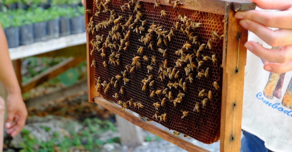 An up-close view of bees inside a hive- Panglao Island Tour