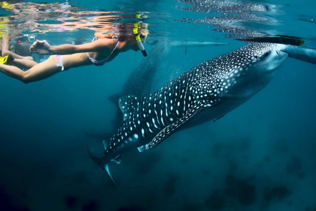 Whale Shark Encounters - Lila Whale Shark Snorkeling
