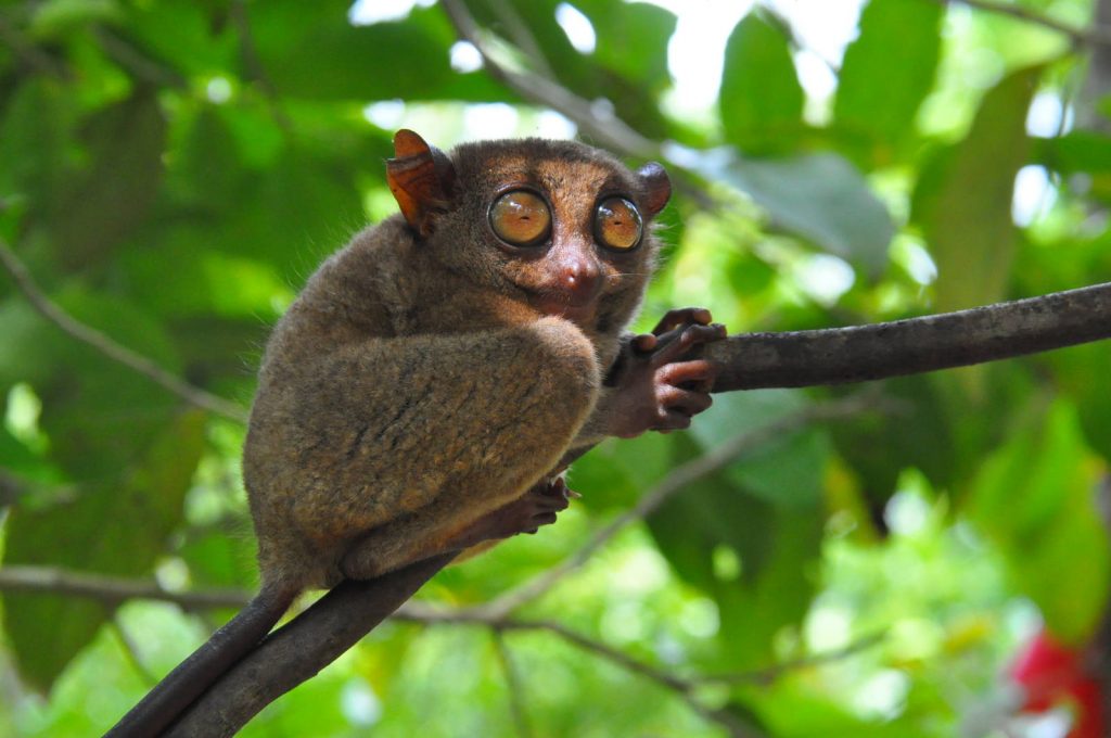 A close-up of a tarsier perched on a branch, showcasing its large, expressive eyes and unique features in its natural habitat.