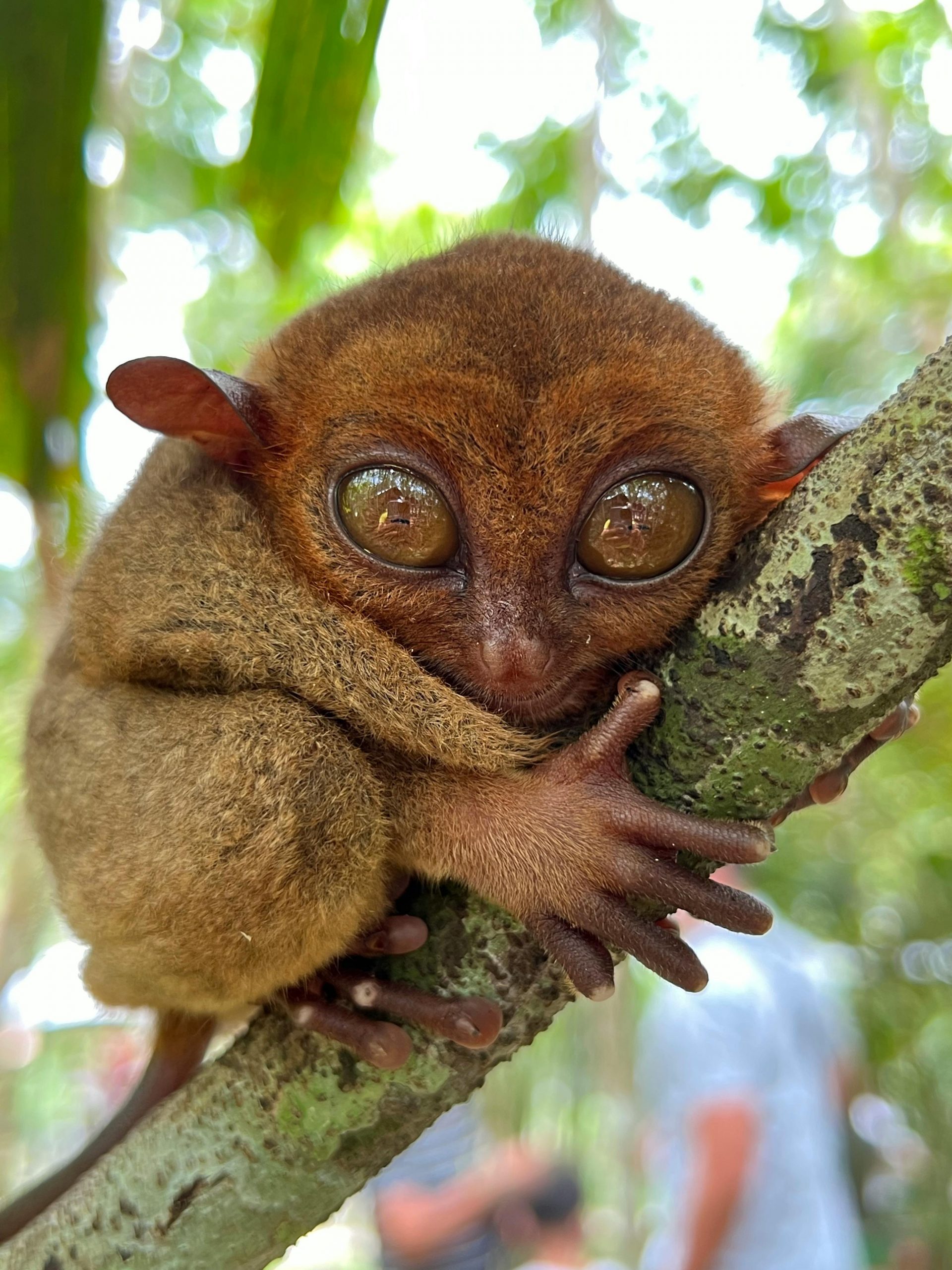 Wide-eyed tarsier perched on a moss-covered branch